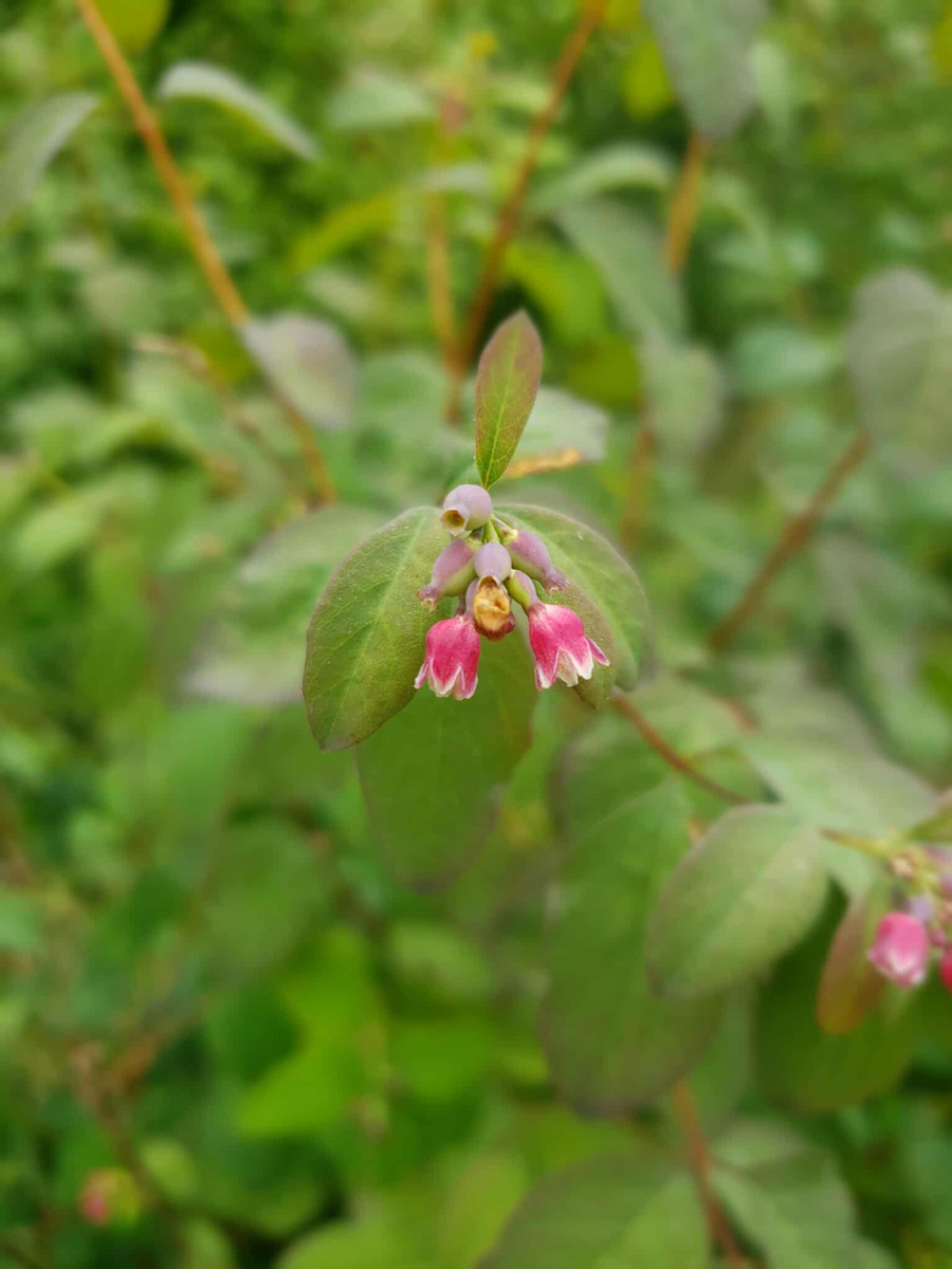 Snowberry2